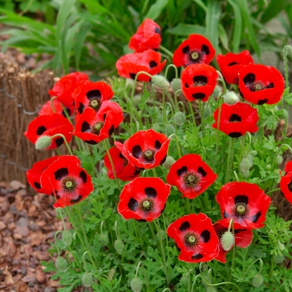 Picture of Papaver Commutatum - Ladybird